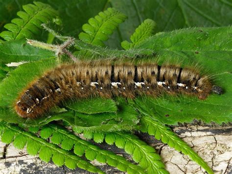 caterpillar green hairy|british hairy caterpillars identification.